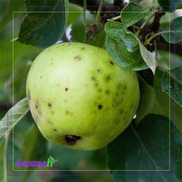 لکه تلخ سیب